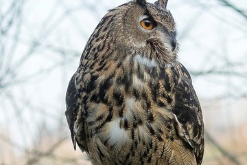 Forest Barns Falconry